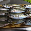 アジの塩焼きと一杯