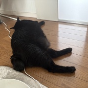 省エネすぎる猫