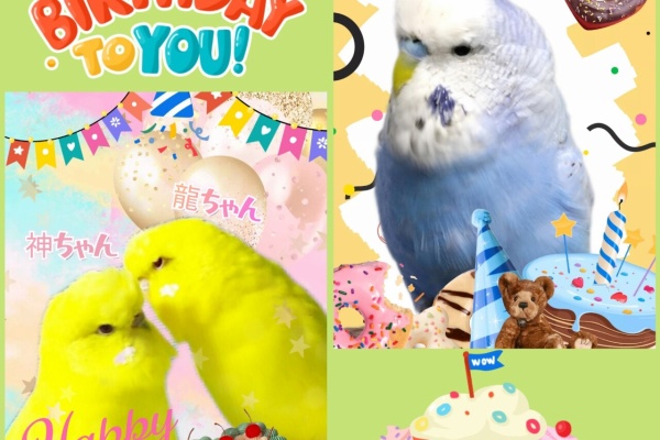 PBFDそらちゃんと☆あむしろインコ日記☆ - お誕生日♪