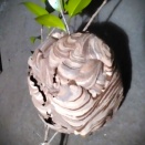 庭木の中にあった!