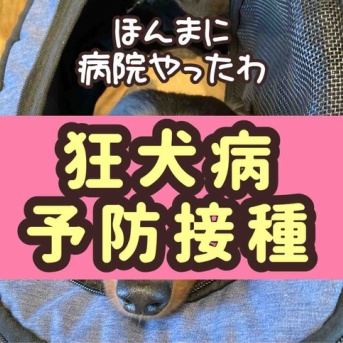 ポコちゃん初受診。