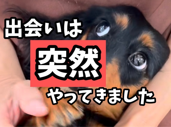ポコとの出会い。