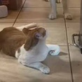 ネコが床でくつろいでいた。怖くて通れないのかな？ → 同居犬はこうなります…