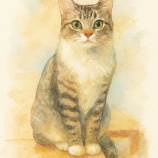 『まろはなちゃん11歳になりました』の画像