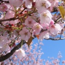 晴れ間に桜さんぽ🌸そのに