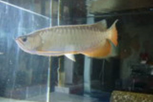 アロワナ アロワナ