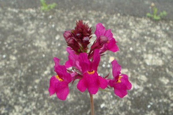 花散歩 リナリア 姫金魚草の花 花散歩 リナリア 姫金魚草の花