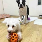 保護犬 ～預かり日記～