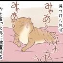 簡単に猫を飼おうとしない訳・・・のまき