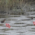 2026年9月12日の野鳥公園