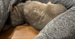 股の中のわか坊、つぶれてる？