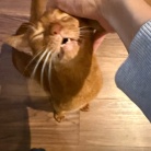 思い思いにくつろぐ猫たちに癒されるラッキー飼い主