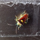 晩秋の玉川ダムに集まるカメムシ（2025）