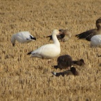 花鳥いろいろ 四季の野鳥