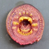 【閲覧注意】造形がとにかくキモい動植物たちの画像