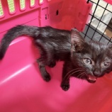 『ガリガリに痩せていた小さな黒猫ちゃんを受け入れました』の画像
