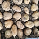 じゃがいも🥔　2026秋