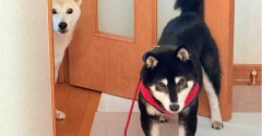 ここちゃんの胸のハゲとお腹のできもの