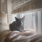 ソファーの上の猫と私