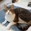 寒がり猫用ホットカーペット。