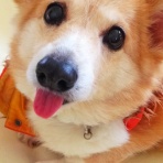 　+Arinko food blog+