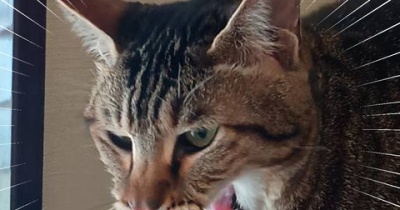 疲れが出た子どもたち。と、ハニーイエローの肉球つくりました。