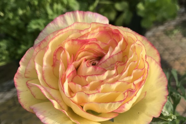 平田ナーセリー福岡西区小戸店villaggio