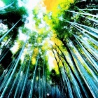 『『冬の嵐山⭐️デジタル写真集 』』の画像