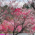 おてんば茶々姫