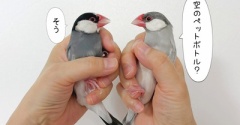 最近のわが家のアダンソン事情