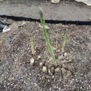 「ホワイトアスパラガス」作りに挑戦