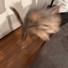 蕗のとうの天ぷらと、まだ温泉湯豆腐食べてる夜ごはん