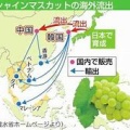 【悲報】シャインマスカットが中国に流出！年間100億円以上の損失！？