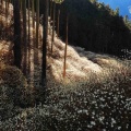 【群馬】黄金色に染まった雲海 屋敷山のミツマタ群生地(2026/3月再訪)