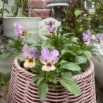 のばらのガーデニングブログ　Hana and Rose Garden+