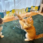 猫とお酒と日々のこと