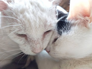 またまた新しい喜び