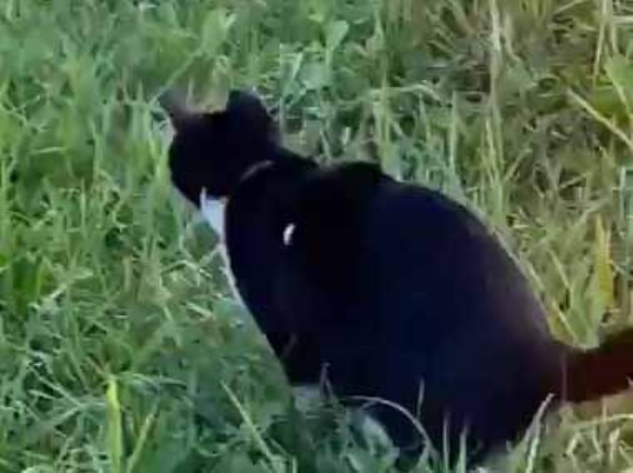 うちのネコを原っぱに連れてきた。まてぇ～！ → ウサギになりました…