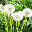 新規追加の公園で7SSB／愛知県刈谷市移動