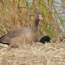 【遠征】カリガネ幼鳥