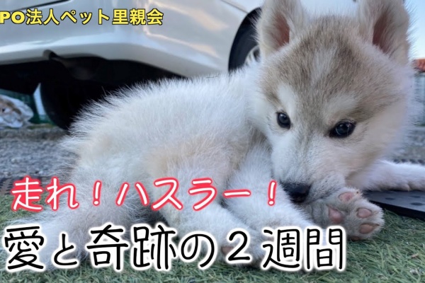 都心から郊外へ9 ジュニ 金魚 ポケモン