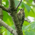 2026年6月21日の野鳥公園