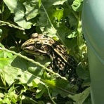 庭の生き物を愛でてます