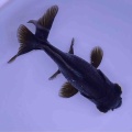 🐟金魚•メダカ入舎情報‼️