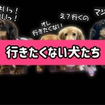 メルロコ一家の横須賀ストーリー