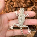 新入荷！幻のアルマジロほか!!