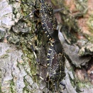 多摩川河川敷のキマダラカメムシ　カメムシ 106