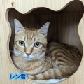 レン君の近況報告🐱