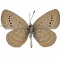 ハマヤマトシジミ♂ (タイ) Zizeeria karsandra karsandra