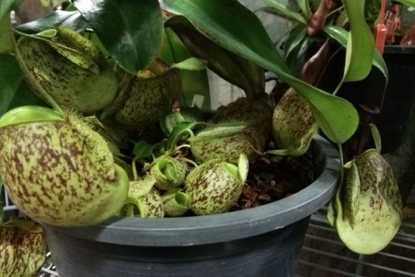 平田ナーセリー福岡西区小戸店villaggio 食虫植物